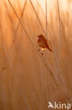 Bluethroat (Luscinia svecica)