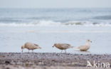 Grote Burgemeester (Larus hyperboreus)