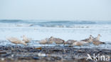 Grote Burgemeester (Larus hyperboreus)