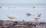 Glaucous Gull (Larus hyperboreus)