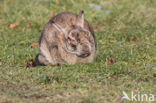 Konijn (Oryctolagus cuniculus)