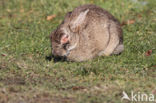 Konijn (Oryctolagus cuniculus)