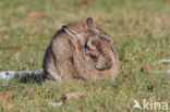 Rabbit (Oryctolagus cuniculus)