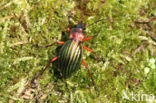 Carabus auronitens