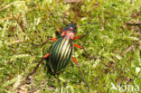 Carabus auronitens