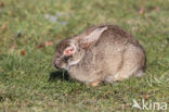 Konijn (Oryctolagus cuniculus)