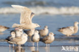 Kleine Burgemeester (Larus glaucoides)