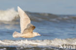 Iceland Gull (Larus glaucoides)