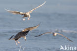 Kleine Burgemeester (Larus glaucoides)