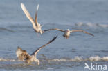 Kleine Burgemeester (Larus glaucoides)