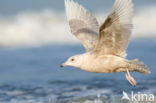 Iceland Gull (Larus glaucoides)