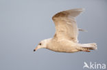 Kleine Burgemeester (Larus glaucoides)