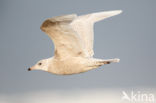 Iceland Gull (Larus glaucoides)