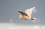 Kleine Burgemeester (Larus glaucoides)