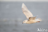 Iceland Gull (Larus glaucoides)