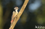 Middelste Bonte Specht (Dendrocopos medius)