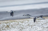 Smew (Mergellus albellus)