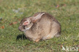 Konijn (Oryctolagus cuniculus)