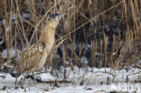 Bittern (Botaurus stellaris)