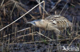 Bittern (Botaurus stellaris)