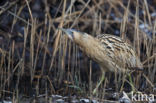 Bittern (Botaurus stellaris)