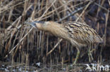 Bittern (Botaurus stellaris)