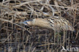 Bittern (Botaurus stellaris)