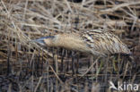 Bittern (Botaurus stellaris)