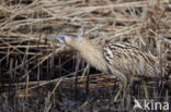 Bittern (Botaurus stellaris)