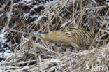 Bittern (Botaurus stellaris)