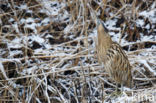 Bittern (Botaurus stellaris)