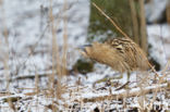 Bittern (Botaurus stellaris)