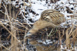 Bittern (Botaurus stellaris)