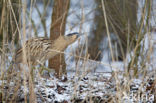 Bittern (Botaurus stellaris)