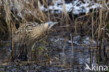 Bittern (Botaurus stellaris)