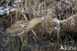 Bittern (Botaurus stellaris)