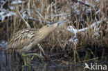 Bittern (Botaurus stellaris)