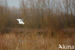 Grote Zilverreiger (Ardea alba)