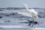 Grote Zilverreiger (Ardea alba)