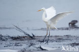 Grote Zilverreiger (Ardea alba)