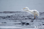 Grote Zilverreiger (Ardea alba)