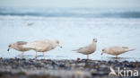 Glaucous Gull (Larus hyperboreus)