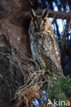 Long-eared Owl (Asio otus)