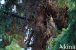 Long-eared Owl (Asio otus)