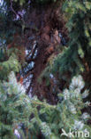 Long-eared Owl (Asio otus)