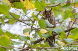 Long-eared Owl (Asio otus)