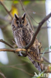 Long-eared Owl (Asio otus)