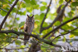 Long-eared Owl (Asio otus)