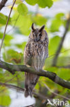 Long-eared Owl (Asio otus)