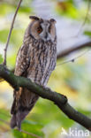 Long-eared Owl (Asio otus)